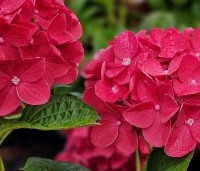 Hydrangea Forever & Ever Red - Hortensia Forever & Ever Red - 1