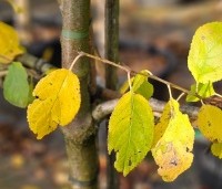 Prunus dom. 'Victoria' - Prunus dom. 'Victoria' - 2