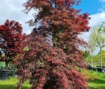 Acer palmatum 'Tamukeyama
