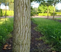 stam Acer davidii Serpentine
