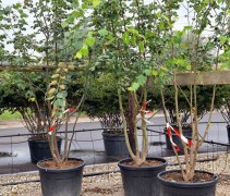 Tilia cordata