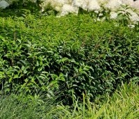 Prunus lusitanica 'Angustifolia' - Portugese laurier - 3