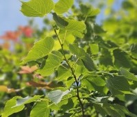 Tilia mongolica 'Buda' - Mongoolse Lindeboom - 2