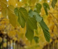 Morus alba 'Fruitless' - Moerbei - november 2024