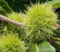 Castanea sativa - Tamme kastanje  - 2