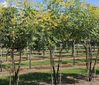 Koelreuteria paniculata - Chinese vernisboom - augustus bloeimaand