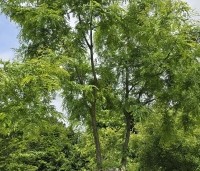 Gleditsia triacanthos 'Inermis' - Valse Christusdoorn 'Inermis' - 3