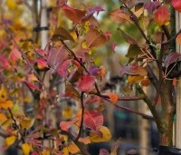Pyrus com. 'Saint Remy' - Pyrus com. 'Saint Remy' - herfst
