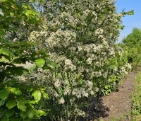 Aronia melanocarpa 'Hugin' - Appelbes  'Hugin' - 1