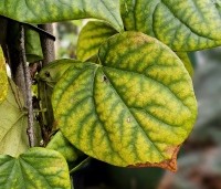 Cercis chinensis 'Avondale' - Chinese Judasboom 'Avondale'  - blad oktober