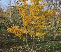 Ginkgo biloba - Japanse Notenboom - 3