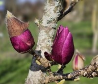 Magnolia 'Cleopatra' - Magnolia 'Cleopatra' - 2