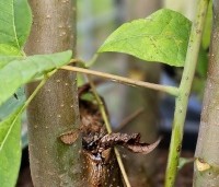 Toona sinensis 'Red Flamingo' - Toona  'Red Flamingo' - 2