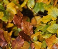 Fagus sylvatica - Groene beuk - herfstkleuren
