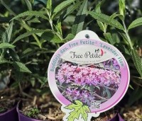 Buddleja davidii 'Free Petite Lavender' - Dwerg Vlinderstruik 'Free Petite Lavender' - 1