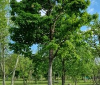 Acer triflorum - Driebloemige esdoorn - volwassen boom