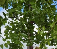 Ziziphus Jujuba - Chinese Dadel - 1