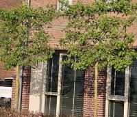 Pyrus com. 'Conference' - Pyrus com. 'Conference' - 1