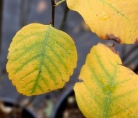 Amelanchier alnifolia 'Obelisk' - Krentenboompje 'Obelisk' - 3