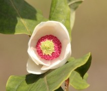 Magnolia sieboldii