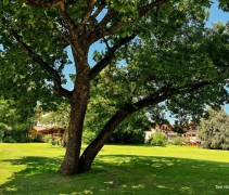 Quercus robur (D)