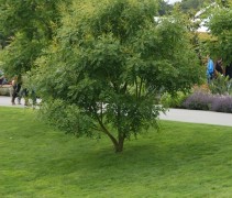 Toepassing van Koelreuteria paniculata meerstammig op de floriade