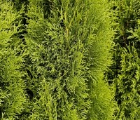 Thuja occidentalis 'Smaragd' - Westerse Levensboom 'Smaragd' - 140-160 cm