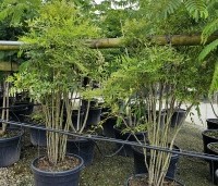 Nandina domestica - Hemelse bamboe - 1
