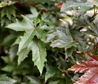 Acer plat. 'Crimson King' - Roodbladige Noorse Esdoorn 'Crimson King' - 3