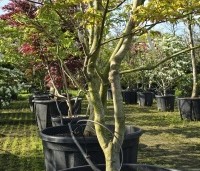 Acer palmatum 'Tsumabeni' - Acer palmatum 'Tsumabeni' Japanse kleinbladige esdoorn - 1