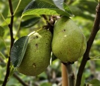 Pyrus com. 'Williams' - Pyrus com. 'Williams' - 3