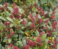 Skimmia japonica 'Rubella' - Skimmia - oktober 2024