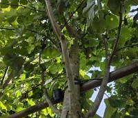 Tilia tomentosa 'Brabant' - Zilverlinde 'Brabant' - 3