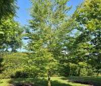 Carpinus caroliniana - Amerikaanse haagbeuk - 2