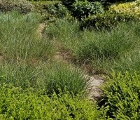 Lonicera nitida Maigrun - Struikkamperfoelie - onderaan de foto.  combinatie met Pennisetum siergras