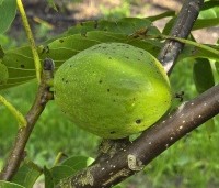 Juglans regia 'Lange van Lod'  - Walnoot, Reuzennoot - 5