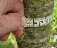 Juglans regia 'Lange van Lod'  - Walnoot, Reuzennoot - 4