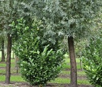Prunus laurocerasus 'Rotundifolia'  - Laurierkers 'Rotundifolia'  - 1