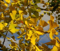 herfst kleur Ginkgo biloba