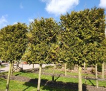Thuja 'Brabant'