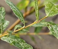 Salix integra 'Hakuro Nishiki' - Bonte wilg - 3