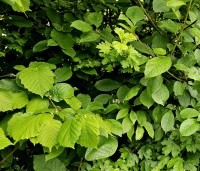 Corylus avellana - Gewone hazelaar - 1