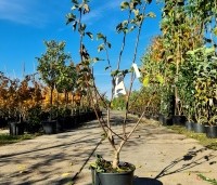 Magnolia acuminata 'Blue Opal' - Magnolia 'Blue Opal' - 4