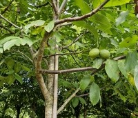 Juglans regia 'Bella Maria' - Walnoot 'Bella Maria' - 11