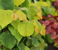 Cercis canadensis 'The Rising Sun' - Judasboom - 1