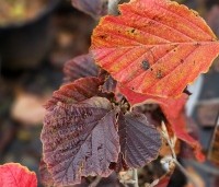 Hamamelis x intermedia 'Diane' - Toverhazelaar 'Diane' - herfst