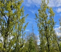 Quercus robur 'Fastigiata' - Zomereik - 2