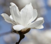 magnolia kobus witte bloem