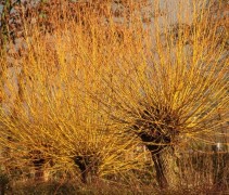 Opvallend gele kleur