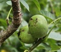 Juglans regia 'Bella Maria' - Walnoot 'Bella Maria' - 8